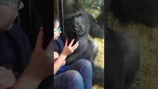 Gorila de zoológico se volvió adicto a usar el teléfono 🤔🦍 #Shorts