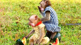 Sweet sweet!!! Both monkey eat fruit very yummy and sweets