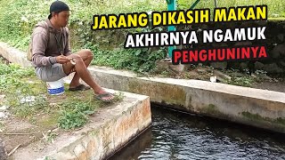 Mancing Wader Di Selokan Kecil  Tengah  Pemukiman Warga Strikenya Sangat Menggoda