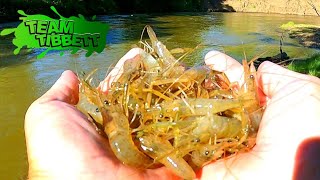 Freshwater LONGARM SHRIMP Remote Inland River ( Catch Clean Cook)