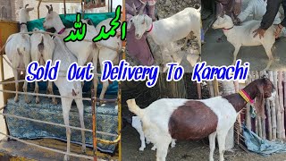 hyd tapri goats karachi Cargo vlog