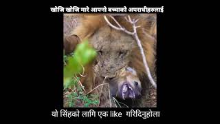 जंगलको राजा को बदला || Lion Revenge #shorts #ytshorts #firstshortvideo