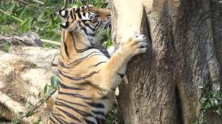 Hilo Zoo Tiger