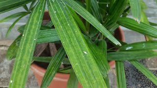 Rhapis palm care indoor plants 🪴 # palm # garden