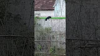 😍கூடு கட்ட உழைக்கும் 🦅காகம்🙌 | Hard working Crow | #தமிழ் #tamil #shorts #birds #viral #tamilshorts