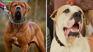 Top5 perros Poderosos que Podrían Derrotar al Dogo Argentino pt 2