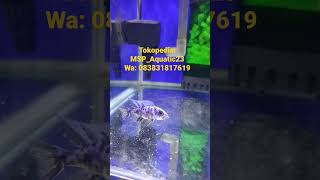 fryeri bluemarble spek kontes #shorts #short #viral #cichlid