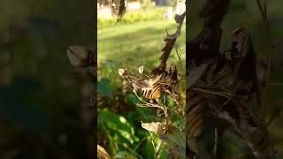 Helicidae snail on a plant