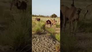 Beautiful Kharani camels grazing in the aftermath of the wheat crop in Kharan region.