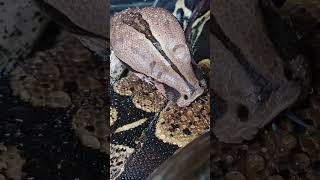 Red tail boa drinks water off its own back. #shortsvideo #shorts #youtubeshorts