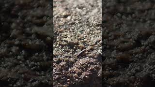 #wildlife  #series  89#sea  roach isopods chilling on rooks at the seashore