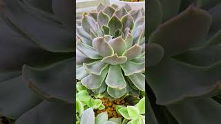 echeveria kisses# one of the biggest succulents in my garden #approximately 18cm. #shorts