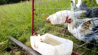 Куриный трактор. Новая конструкция. chicken tractor #содержаниекур