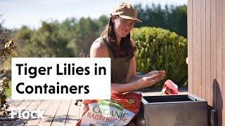 Planting LILIES in CONTAINERS — Ep. 172