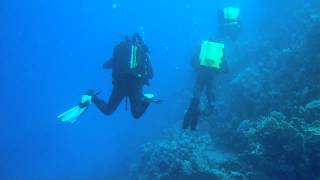 Rebreather Diving Egypt Coral Garden