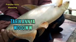 Pas mancingnya,sesuai harapan  || Ikan patinnya lagi gacor.