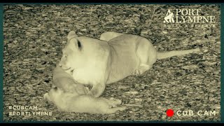 Lion Cub Cam Highlight | More Late Night Adventures