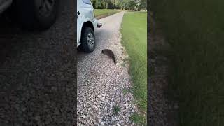 Injured raccoon limping