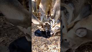 This Cat is worshipped by Deer  #animals #cat