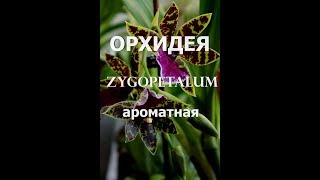 Очень красивая,ароматная, орхидея.Zygopetalum. ЗИГОПЕТАЛУМ