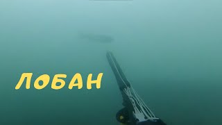 Подводная охота!! ЛОБАН!!