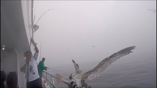 Bird caught by a fishing hook. #shorts