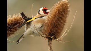 Birds of Morocco: Goldfinch  موقنين  أو حسون ذهبي في الطبيعة