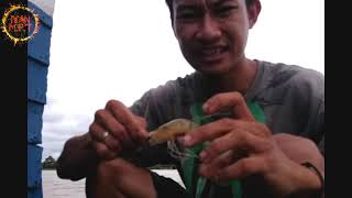 Mancing dadakan Ke Kota Bangun,, hasil cukup memuaskan | Iyan Kukar FISHING