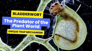 Bladderworts in Action: Unique Trap Mechanism #carnivorousplants #plantsecrets  #bladderwort #plant