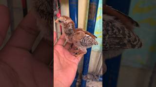 beautiful aseel chicks #viral