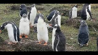 Celebrity Eclipse S.America 2020 Cruise. Trip to Falklands and Bertha Beach Shore Excursion: