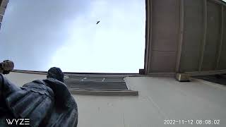 Bird detected on a test of low cost sky/fireball cam