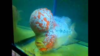 My monster fish Kamfamalau Blue Dragon flowerhorn