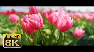 Skagit Valley Tulip Festival 2017 - Presented in 8K