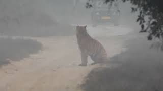 Tiger watches his prey outside the Campus main road-Corbett Nov 2023