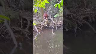 Big Blue Swimmer Crab off the doc #fish #fishing #fishingvideo #crab