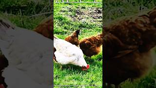 Chicken | Animals #shorts #wildlife #chicken