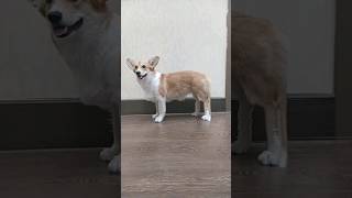 Corgi with long legs 🤨 #corgitricks