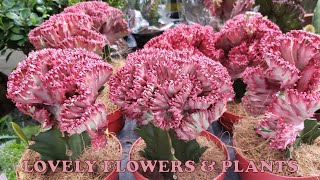 FLOWER MARKET @PRINCE EDWARD KOWLOON #lakwatseragirl