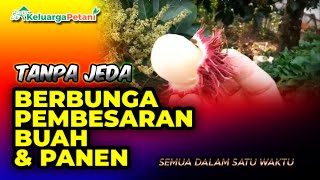 Wow Menakjubkan, Pohon Rambutan berbuah sepanjang masa, berkah dari pertanian dan Pupuk organik