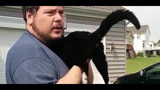 HD #22  How to play the bagpipe cat