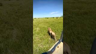 Ver de perto esses animais em seu habitat natural, que é a Savana Africana, NÃO TEM PREÇO! #safari