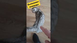 Выполняет команды #дрессировкакошек #кошкабуся