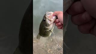 The large mouth bass. #Fishing,Colorado #FishingdowntownDenver #BassFishing.