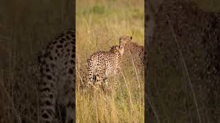 Witness the Ferocious Speed of the Majestic Cheetah in Serengeti! Unbelievable Wildlife Encounter!"