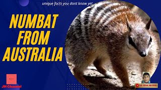 5 Facts about the Australian Numbat, Unique facts you don't know yet…