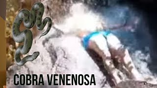 (PERIGO)COBRA CAI EM CACHOEIRA PERTINHO DA CABEÇA DO BANHISTA EM ILHA BELA #SHORTS #shortvideo