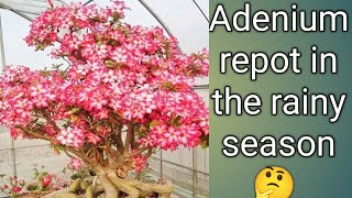 Adenium repotting in the rainy season