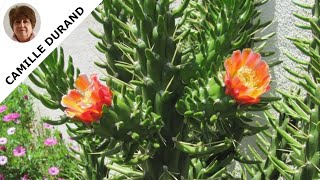 Austrocylindropuntia : tout ce que vous devez savoir pour entretenir cette plante unique