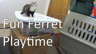 Funny & Fun Ferret Playtime